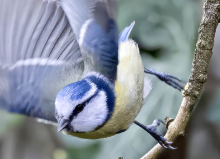 Blaumeisenstart