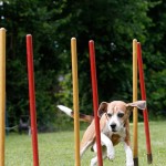 Beagle im Agility