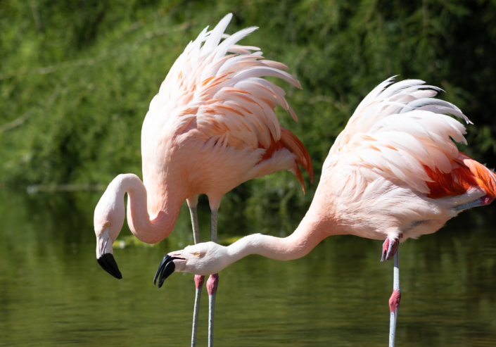 Flamingostreit
