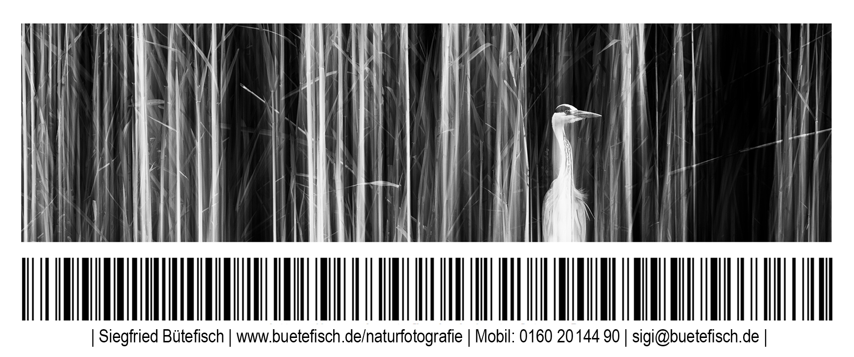 Bütefisch Naturfotografie