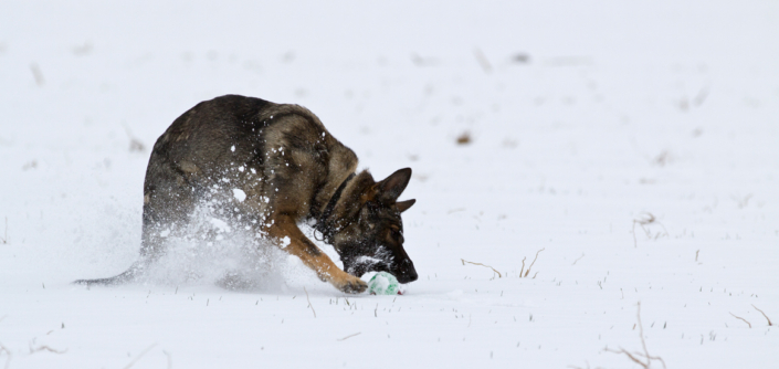 Hundesport