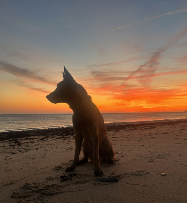 Malinois im Sonnenuntergang am Strand