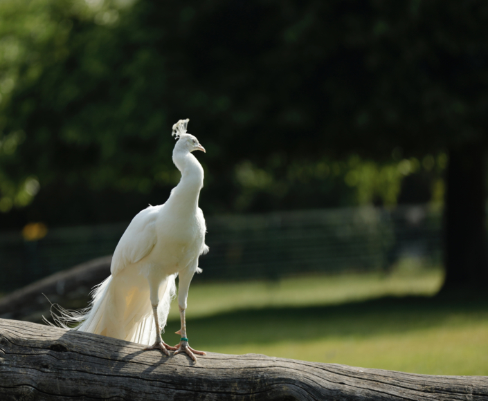 Weißer Pfau