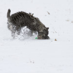 Hundetraining im Schnee