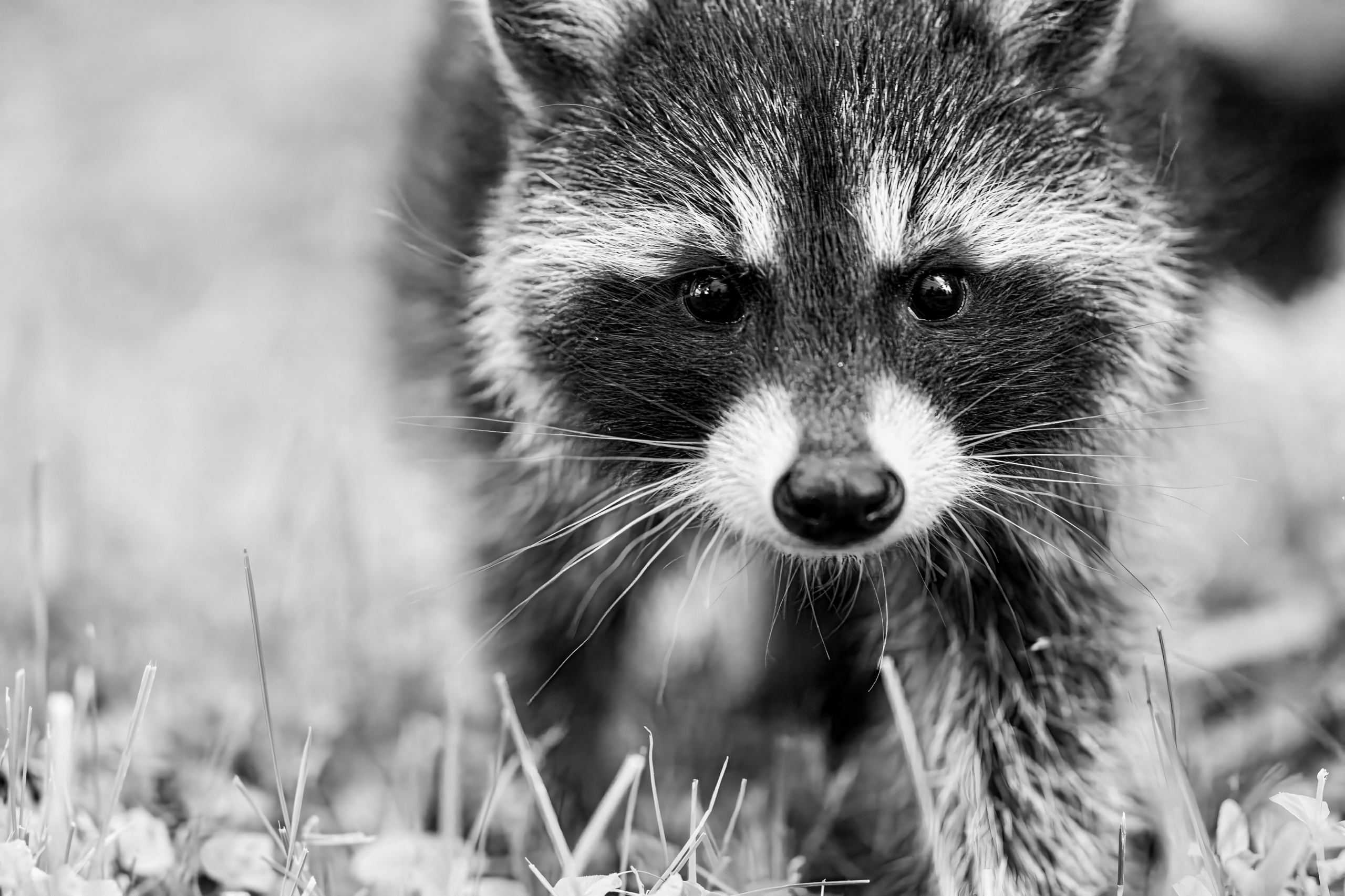 Hübsche Plage in Kassel