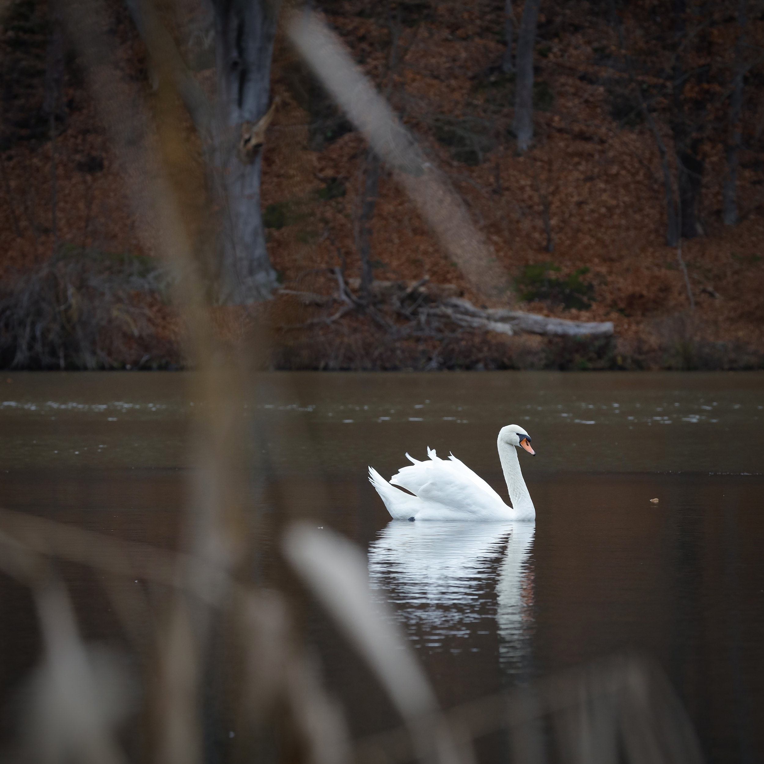 Winterschwan Fulda